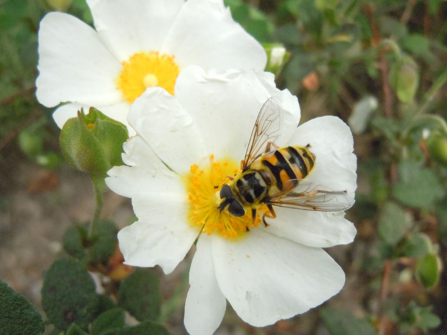 Myathropa florea